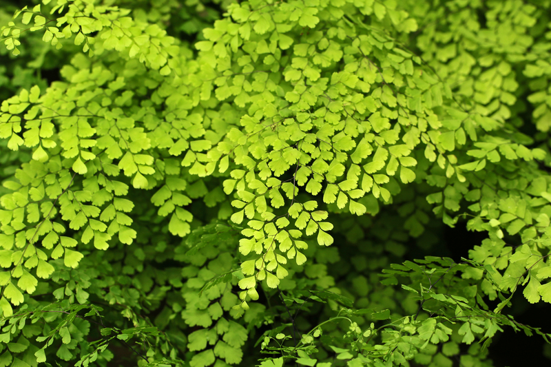 Garden backyard
